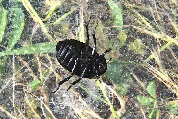 Carabidae? No, Silphidae, Ablattaria laevigata